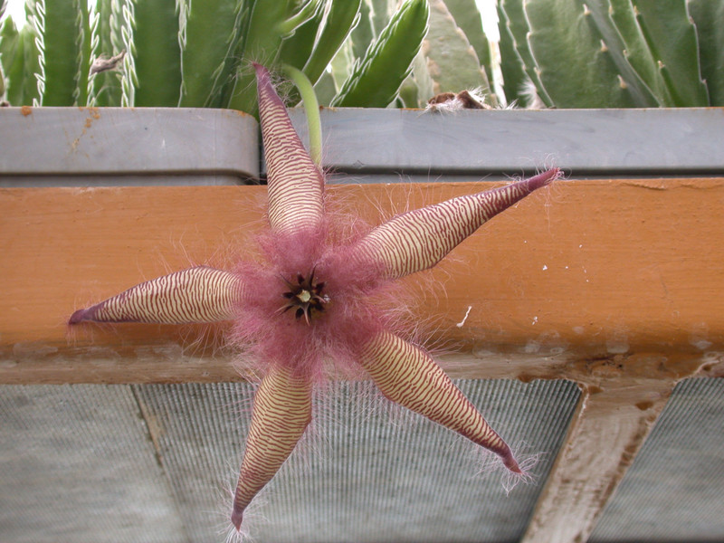 stapelia gettliffei 01