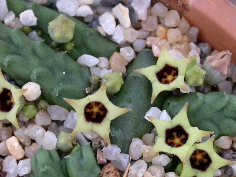 ophionella arcuata mikimii 01