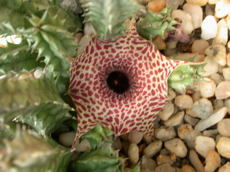 huerina reticulata citrusdal 01