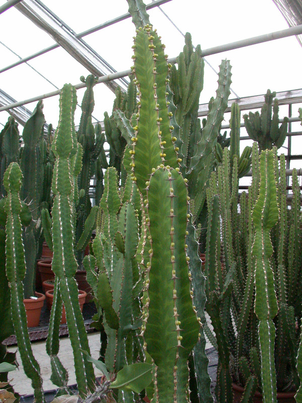 euphorbia pseudocactus