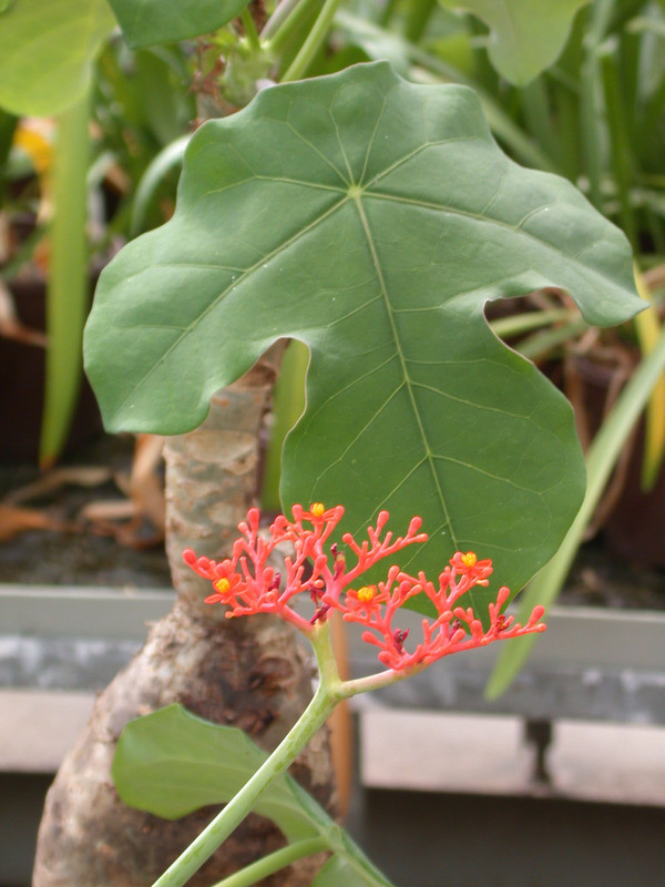 jatropha podagrica 01