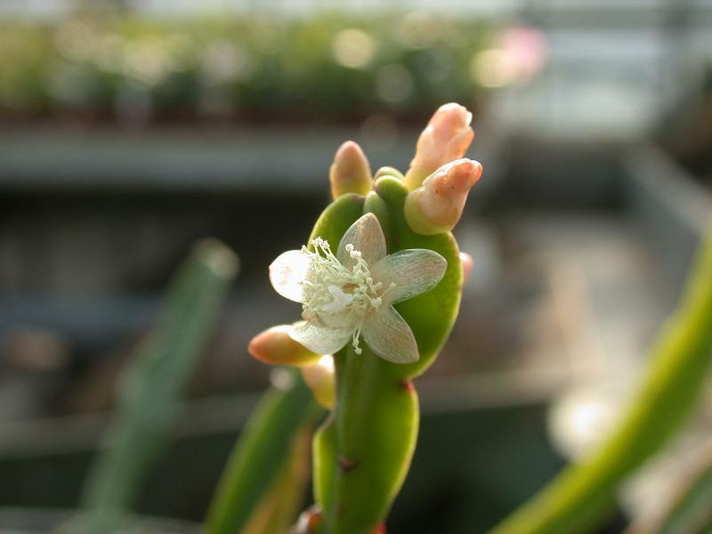 rhipsalis pentaptera 03