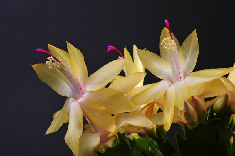 schlumbergera limelight dancer 002
