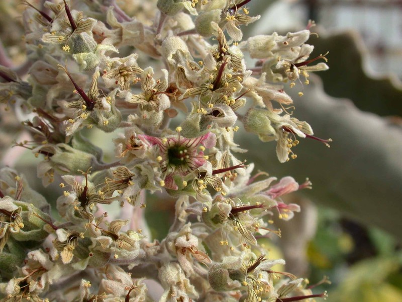 kalanchoe beharensis02