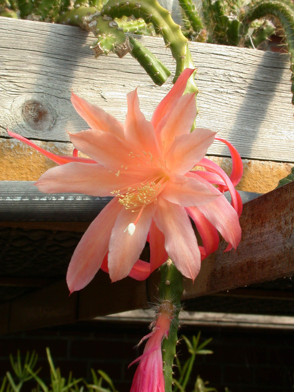 aporocactus orange queen03