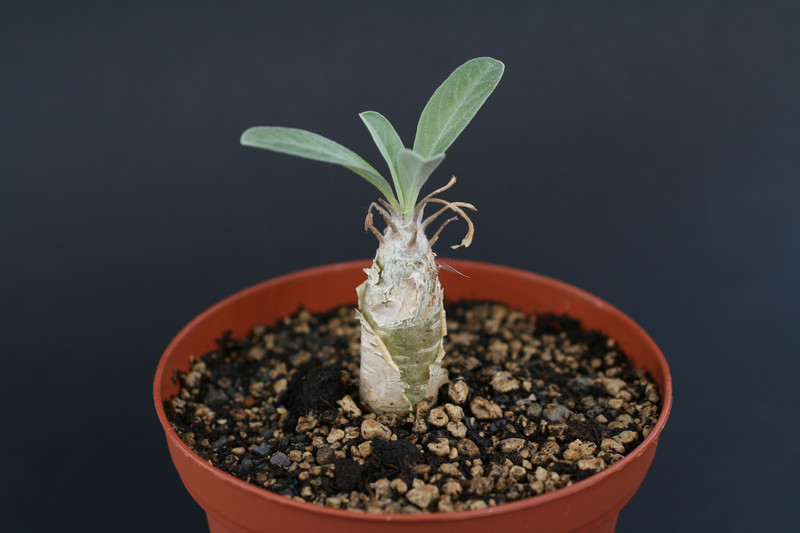 sesamothamnus guerichii 1379