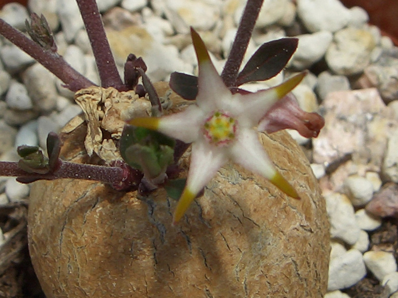 brachystelma nanum 0519