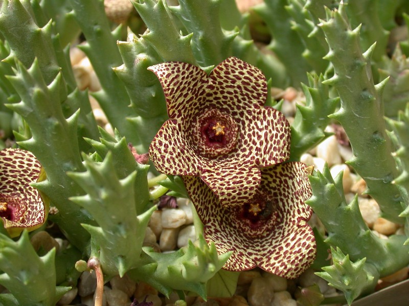 orbea verrucosa karoo 01