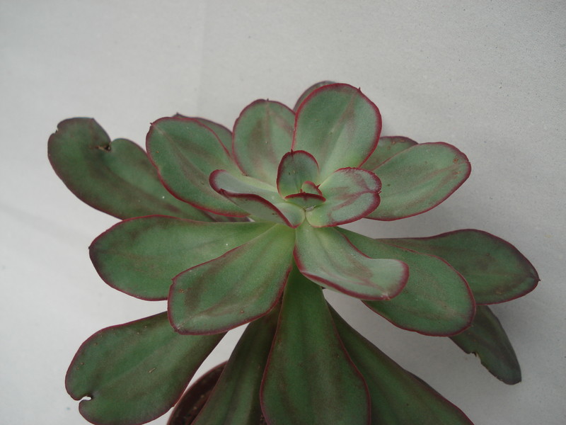 echeveria nodulosa 8313