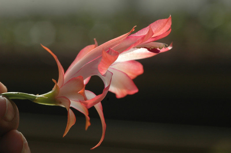 schlumbergera coral cascade 8207
