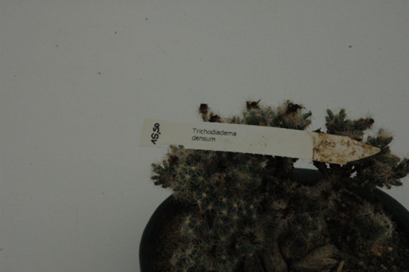 trichodiadema densum bonsai 03