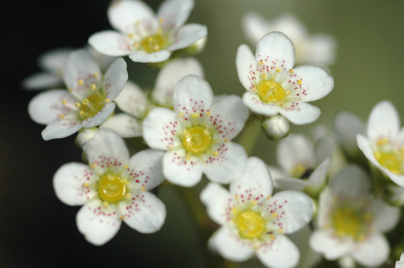saxifraga paniculata 01