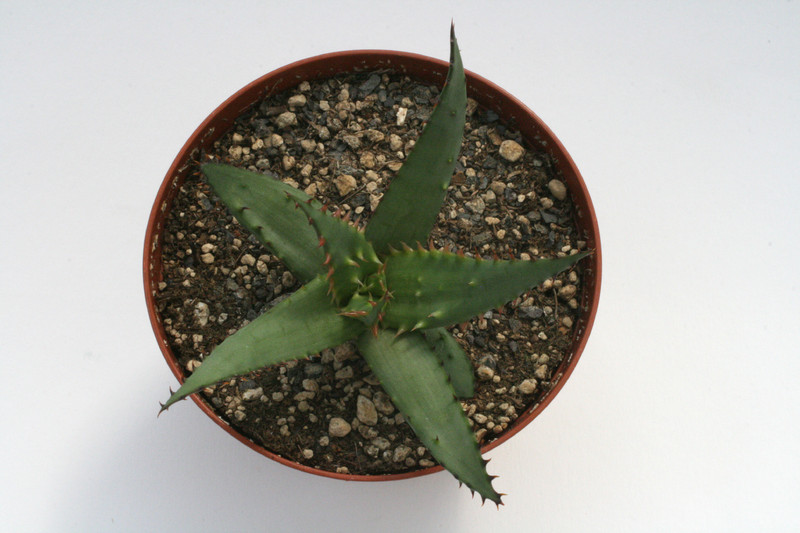 aloe broomii 7703
