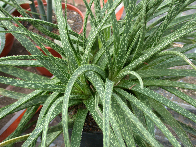 aloe bellatula 2