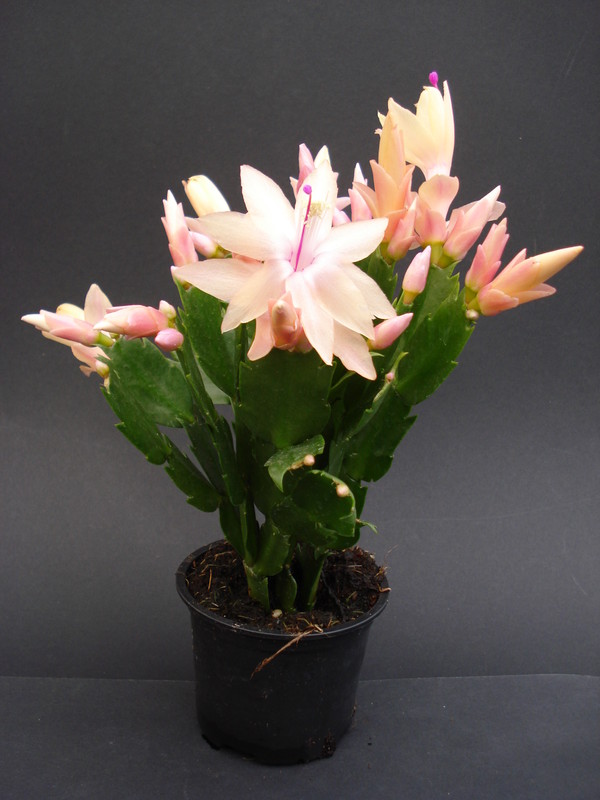 schlumbergera limelight dancer 1634