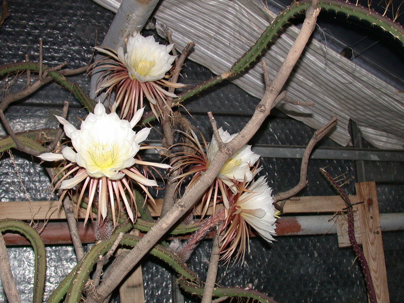 selenicereus grandiflorus koenigin cristata 04