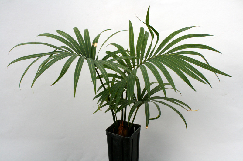cycas thouarsii 6177