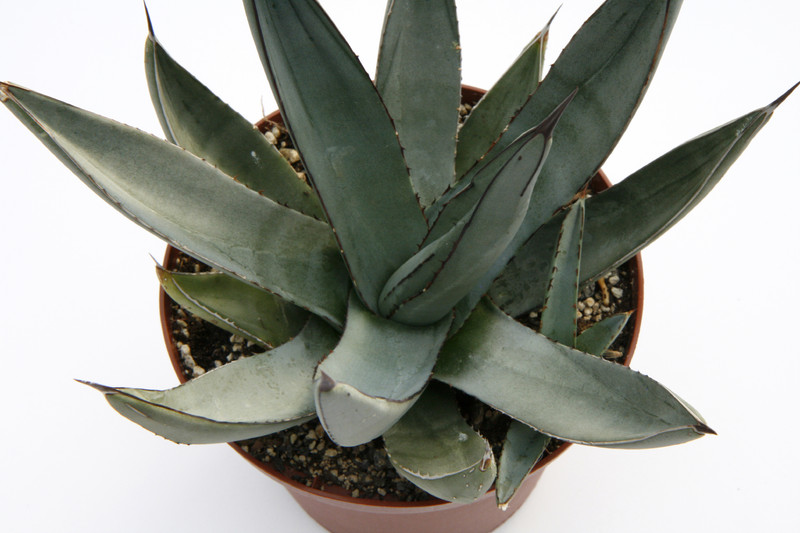 agave nigra 7678