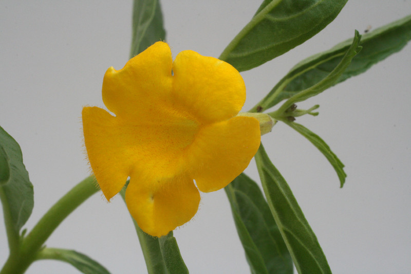 pterodiscus angustifolius 9682