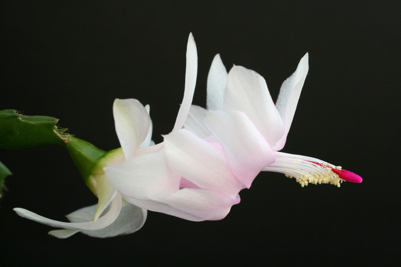 schlumbergera gina 5853