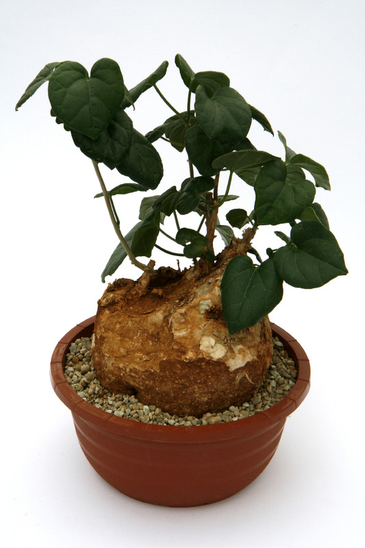 pyrenacantha malvifolia tanzania iganda 0705