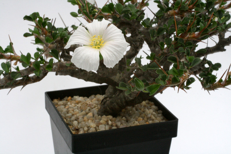 sarcocaulon vanderietiae klein 0045