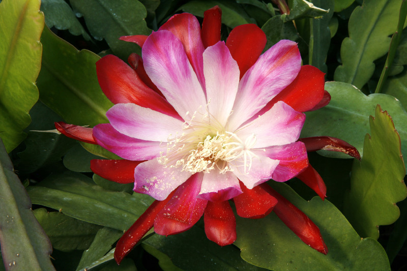 eh floradora 6542 9101