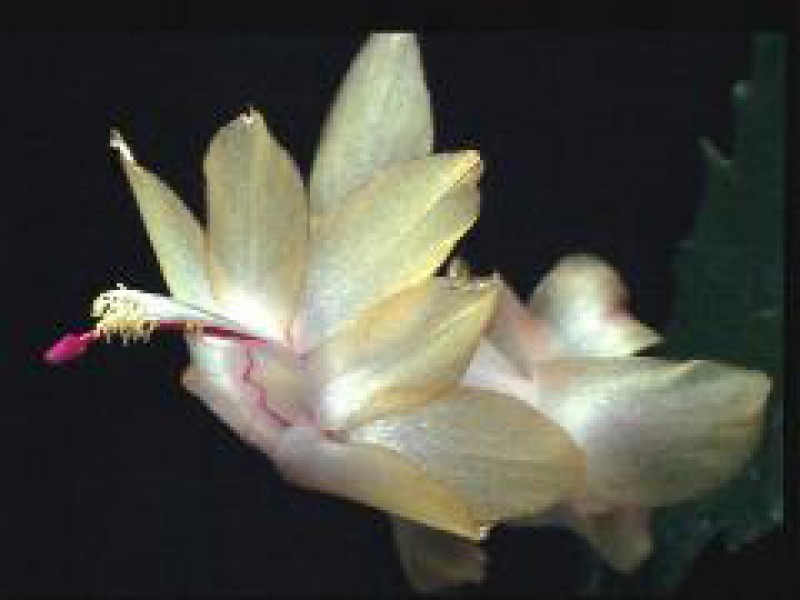 schlumbergera epric1203