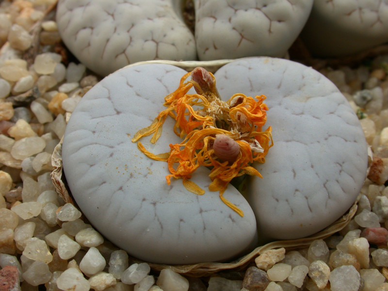 lithops gracilidelineata 02