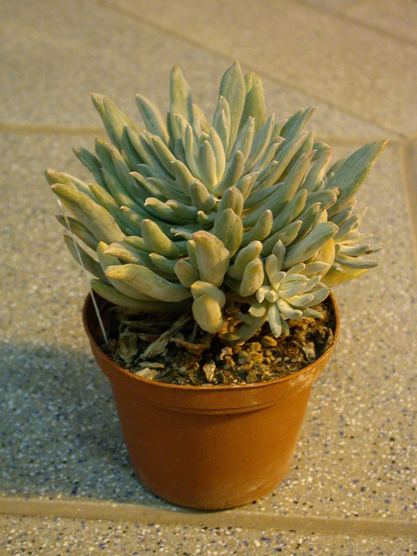 echeveria howeyii2