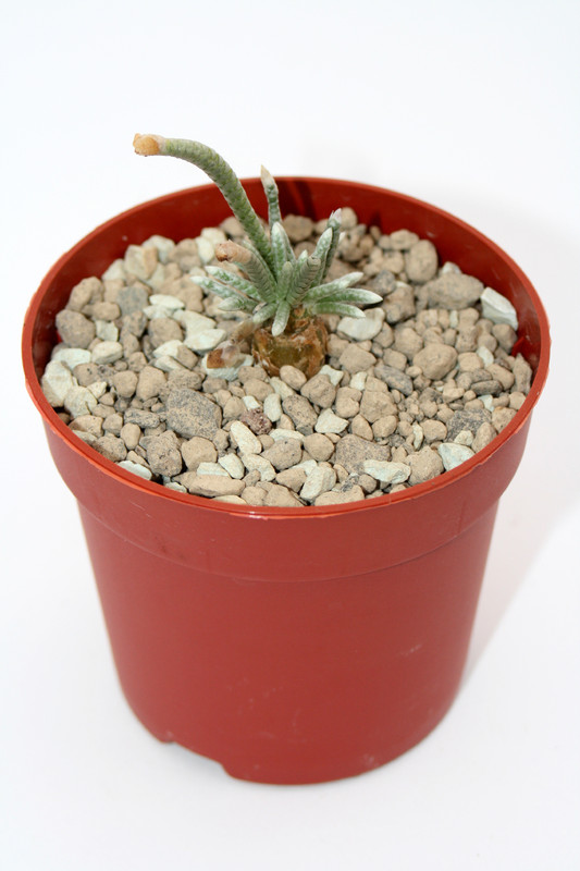 anacampseros alstonii rote bluete 6980