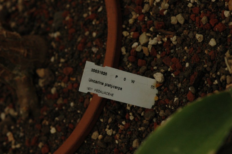 uncarina platycarpa 02
