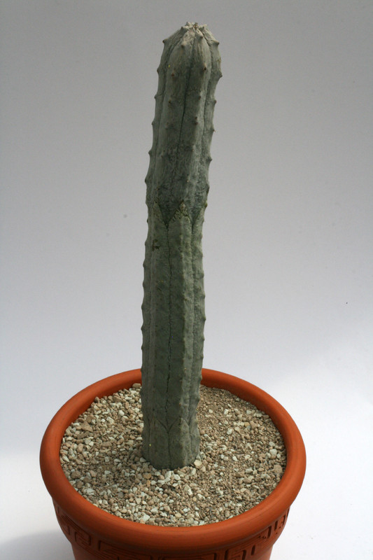 euphorbia abdelcurii 30cm 9540