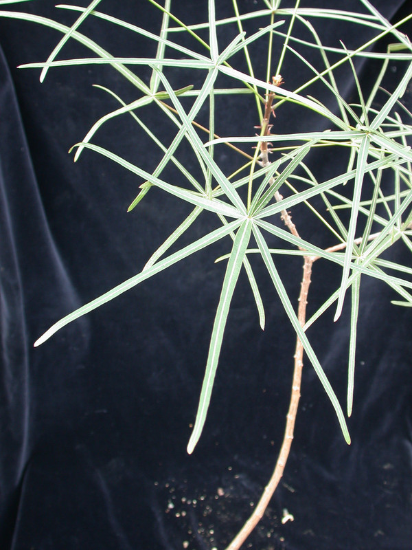 brachychiton rupestris 02