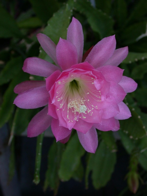 rhipsalis cruciformis boliviana 01