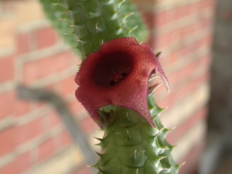 huernia schneideriana ex abbey 05