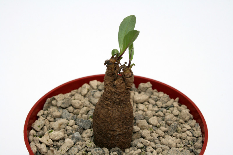 ipomoea oenthenarae 6969
