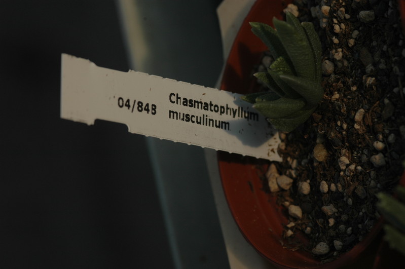 chasmatophyllum musculinum 1808