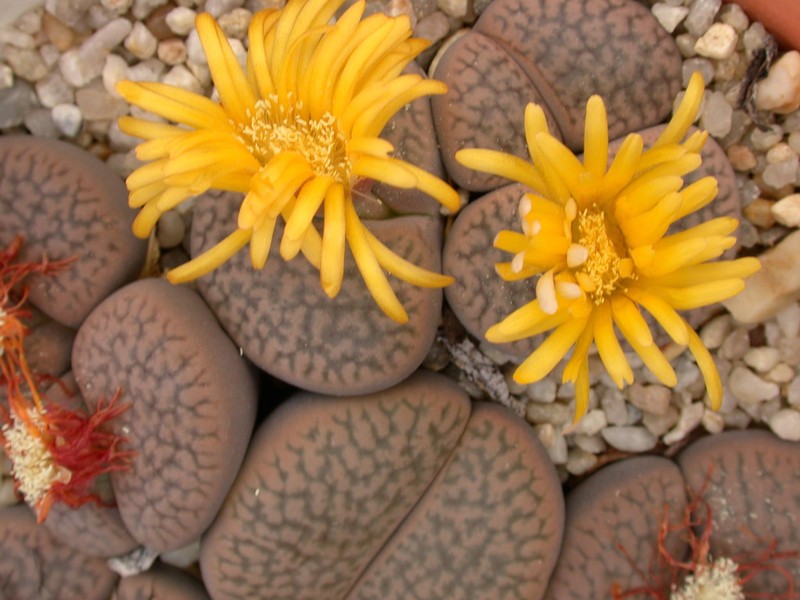 lithops hookeri marginata ceriseform c88 01