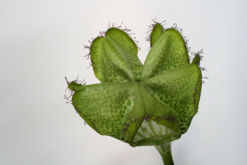 ceropegia spec 9865