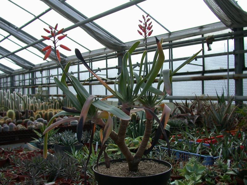 aloe plicatilis6