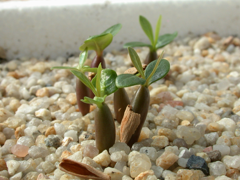 adenium obesum aussaat 01