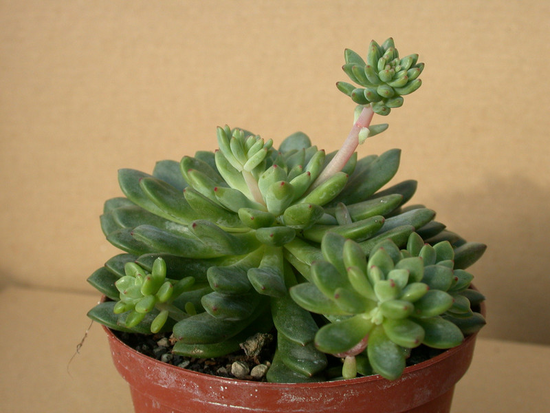 graptopetalum polyphyllum 01