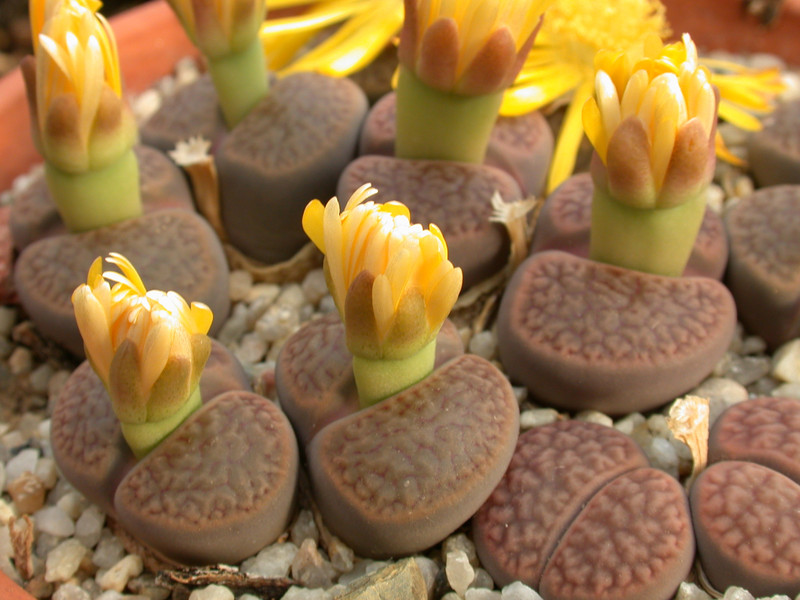 lithops hookeri subfenestrata brunneoviolaceae c19 04