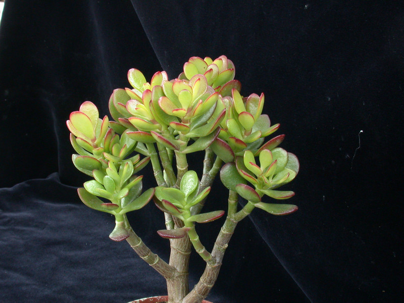 crassula ovata hummels sunset 03