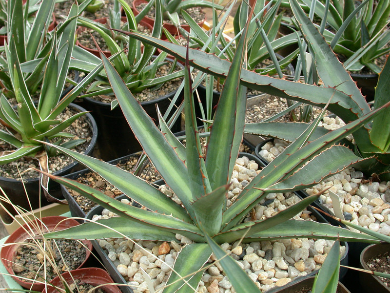 agave lechuguilla 02