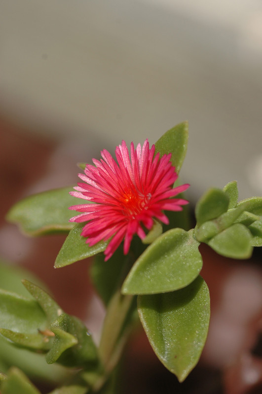 aptenia codifolia 01