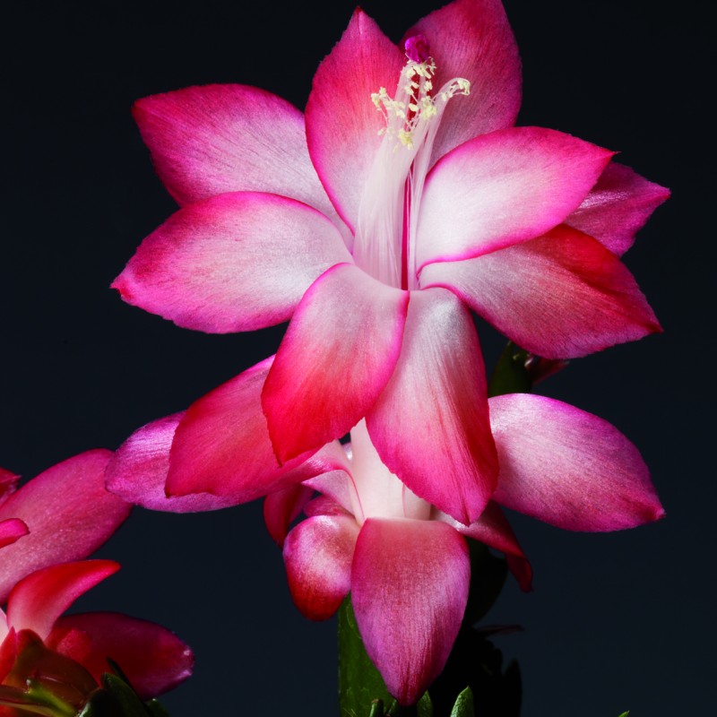 schlumbergera ara brazil