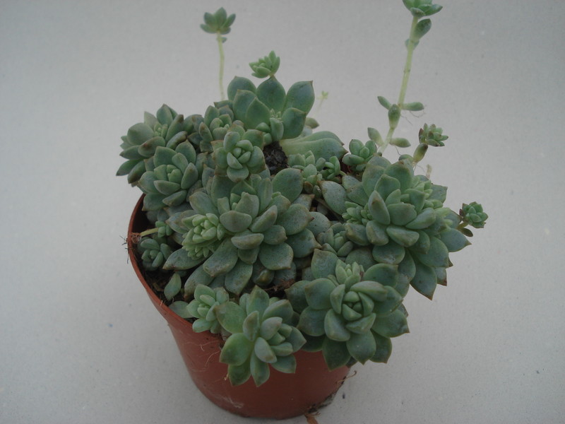 echeveria prolifera 8357
