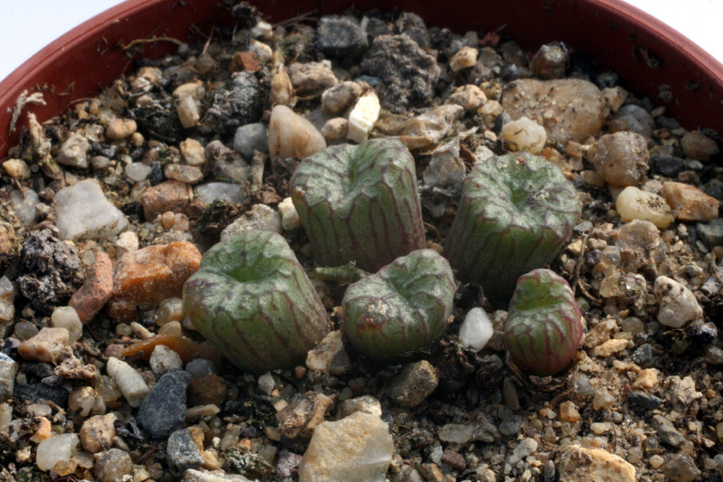 conophytum ectypum tischeri eselfontain 2896